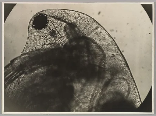 Daphnia
