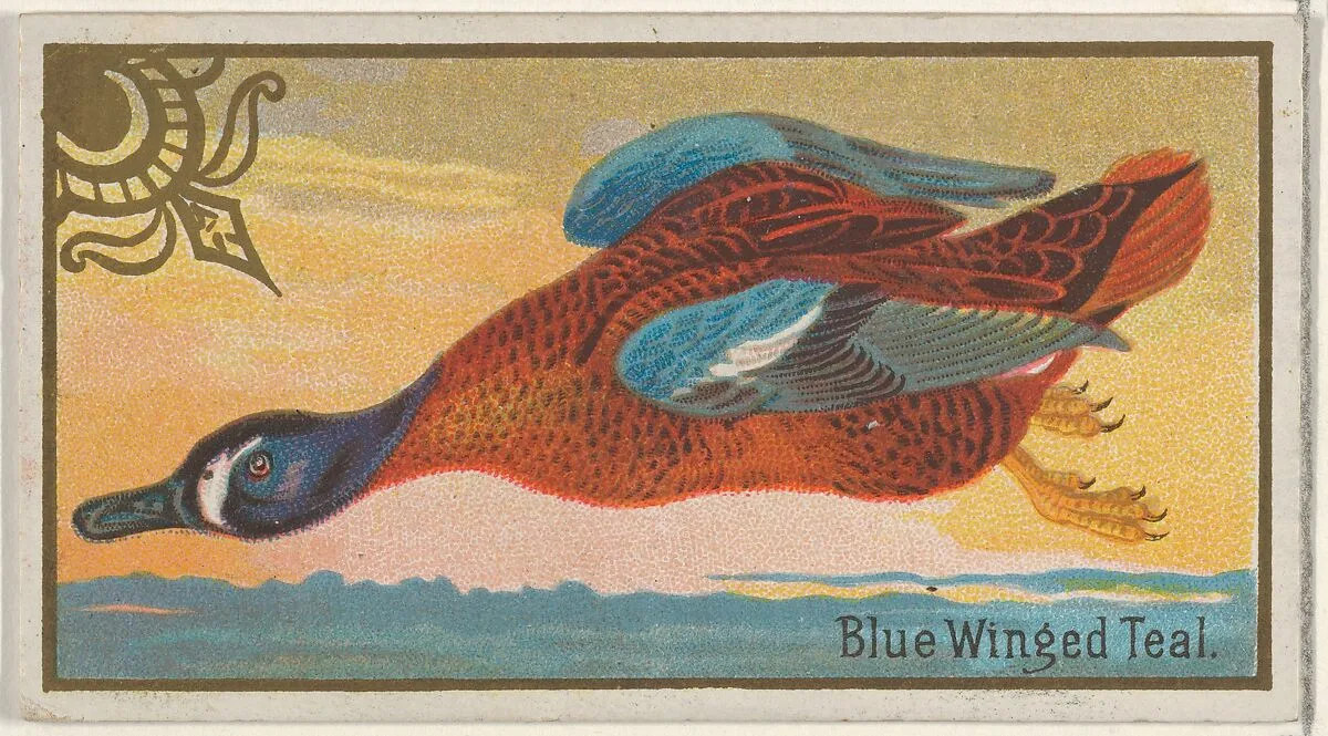 Blue Winged Teal, from the Game Birds series (N13) for Allen & Ginter Cigarettes Brands — Allen & Ginter|George S. Harris & Sons