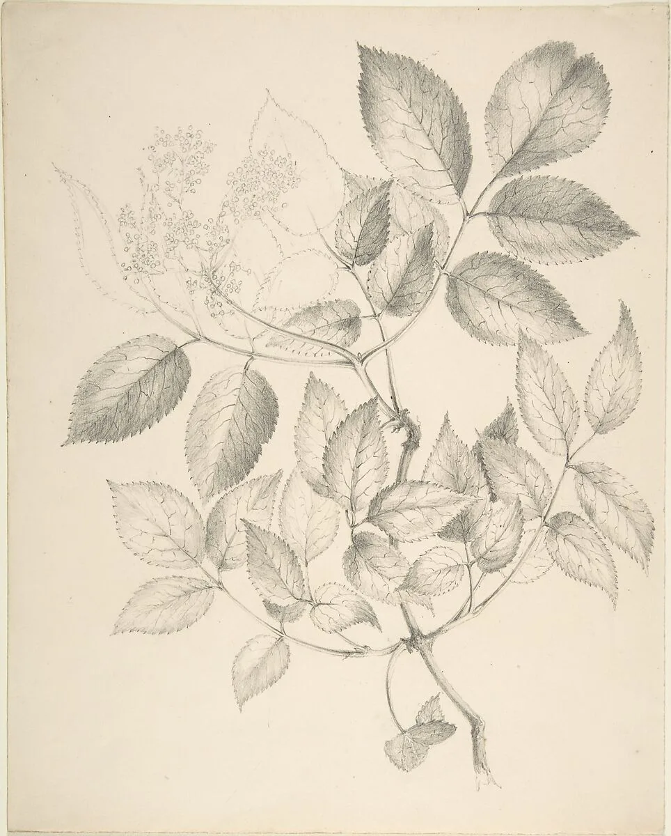 Leaves and Flowers — Anonymous, British, 19th century