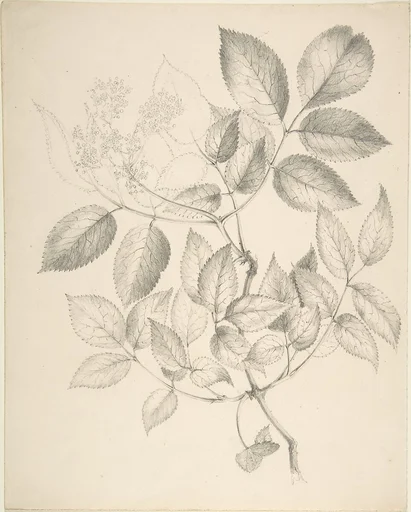 Leaves and Flowers