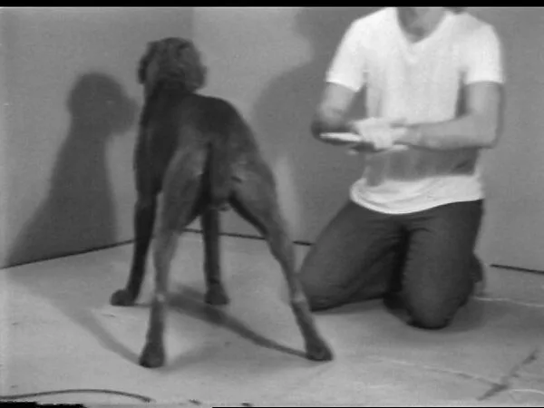 Coin Toss — William Wegman