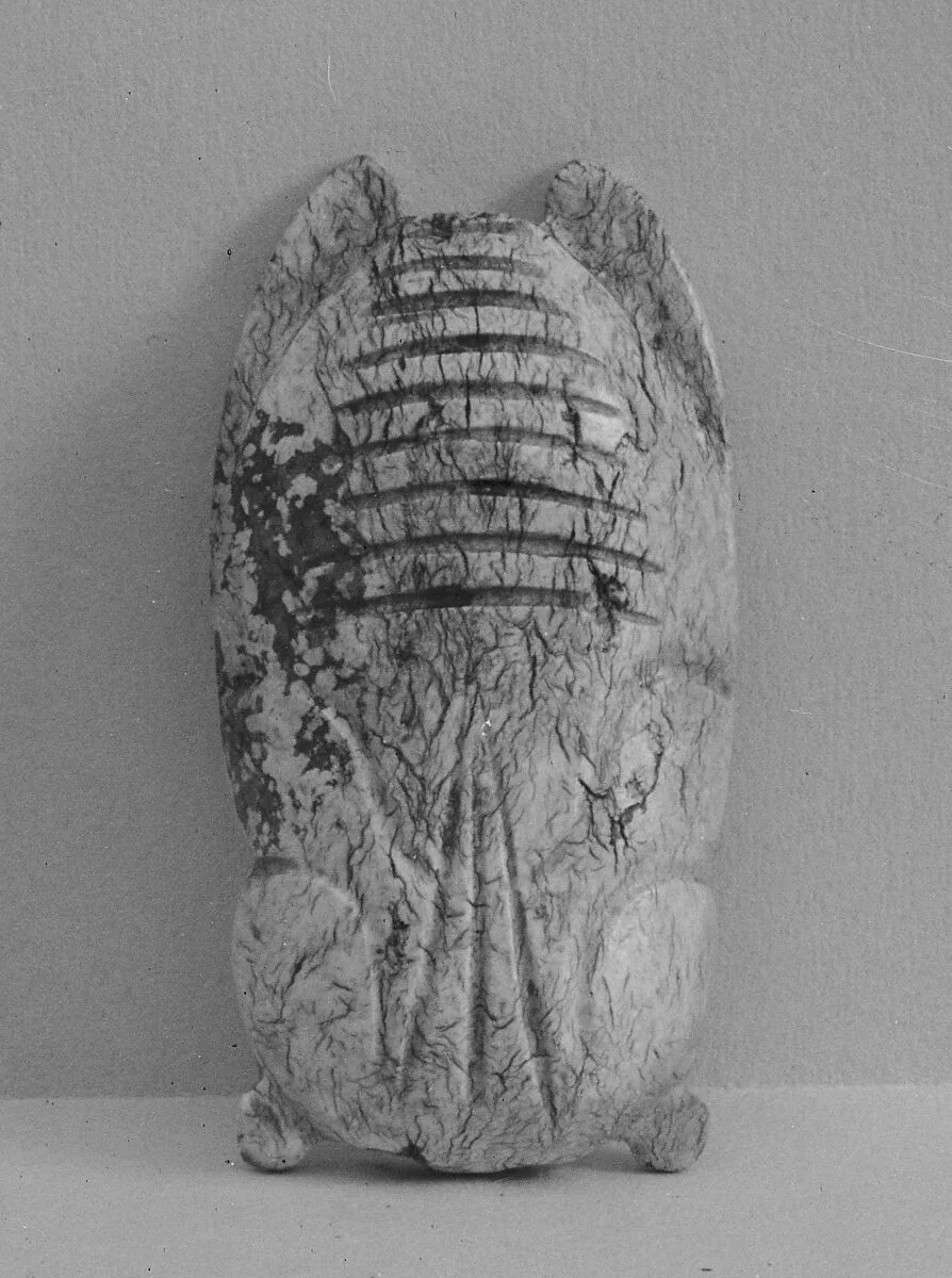 蟬|Cicada — Unknown