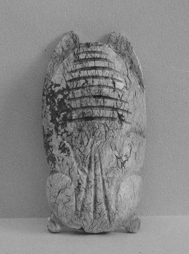 蟬|Cicada