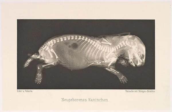 Neugeborenes Kaninchen — Josef Maria Eder|Eduard Valenta