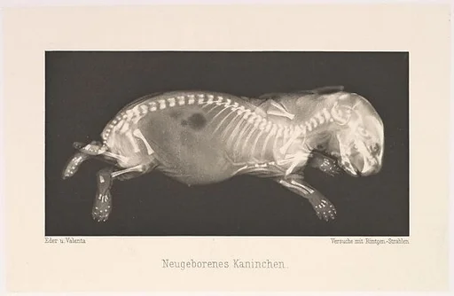 Neugeborenes Kaninchen