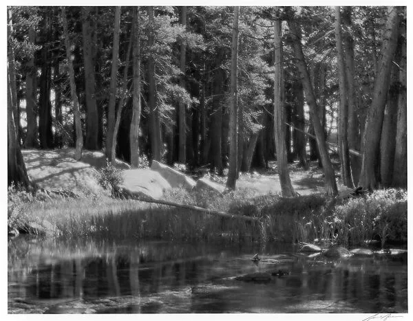Lodgepole Pines, Lyell Fork of the Merced River, Yosemite National Park — Ansel Easton Adams