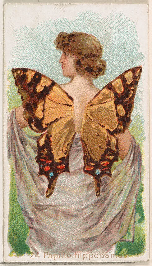 Card 24, Papilio Hippodamus, from the Butterflies series (N183) issued by Wm. S. Kimball & Co. — Julius Bien|William S. Kimball & Company