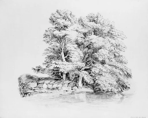 Trees by a Stream