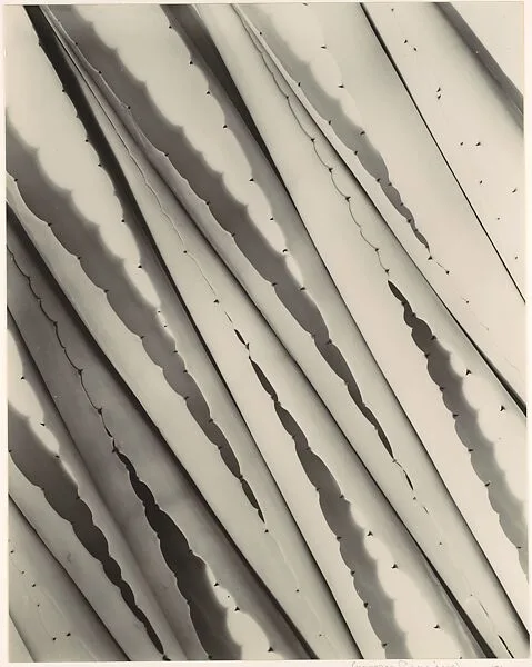 Agave Design 2 — Imogen Cunningham