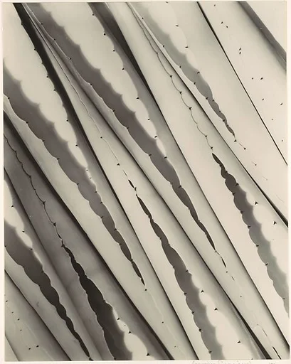 Agave Design 2