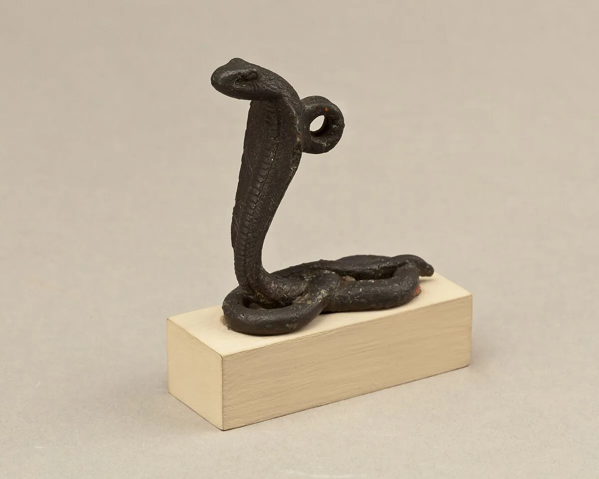 Coiled and rearing cobra — Unknown