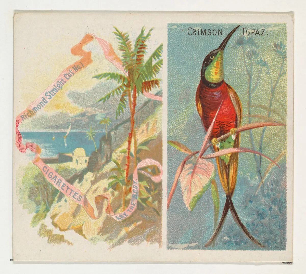 Crimson Topaz, from Birds of the Tropics series (N38) for Allen & Ginter Cigarettes — Allen & Ginter|George S. Harris & Sons