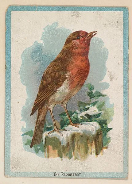The Redbreast, collector card from the Birds and Animals series (D15), issued by the Schulze Baking Company — Schulze Baking Company