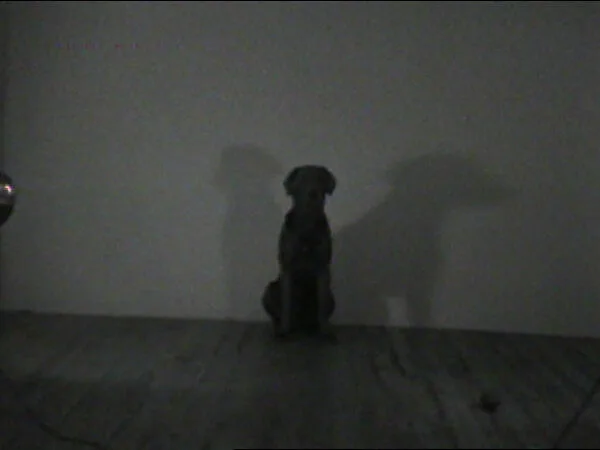 Ball Drop — William Wegman