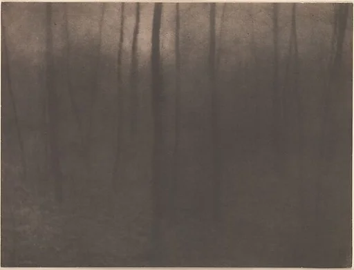 Woods Twilight