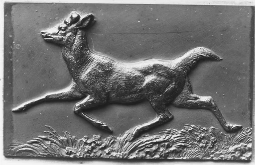 Virginia stag, without antlers, running
