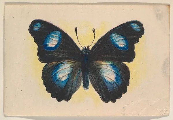 Blue and black butterfly, insert card from the Butterflies series (D20), issued by the Weber Baking Company — Weber Baking Company