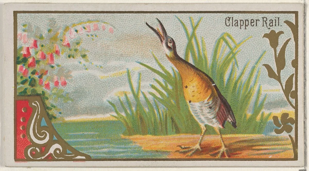 Clapper Rail, from the Game Birds series (N13) for Allen & Ginter Cigarettes Brands — Allen & Ginter|George S. Harris & Sons