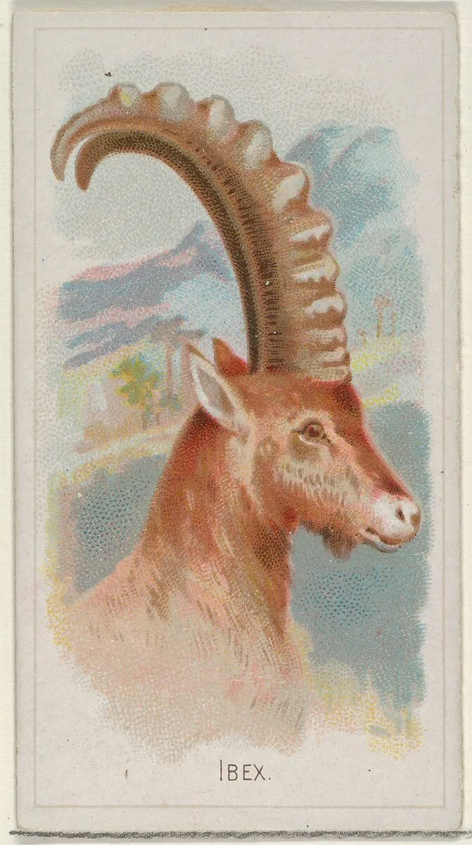 Ibex, from the Wild Animals of the World series (N25) for Allen & Ginter Cigarettes — Allen & Ginter|George S. Harris & Sons
