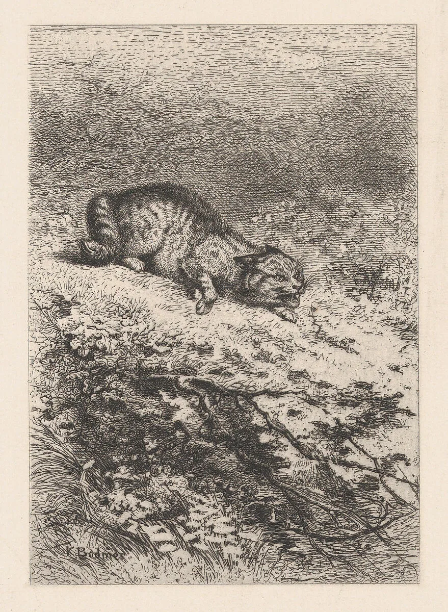 Wild Cat, from "Eaux-Fortes Animaux & Paysages" — Jules Géruzet|Karl Bodmer|Bertauts