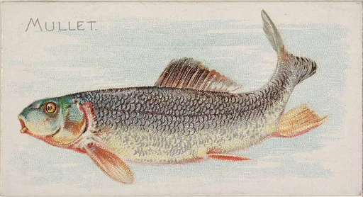 Mullet, from the Fish from American Waters series (N8) for Allen & Ginter Cigarettes Brands