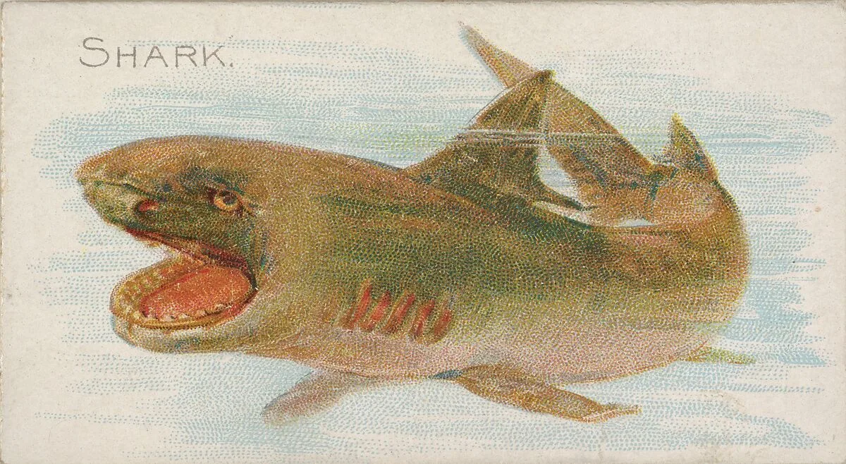 Shark, from the Fish from American Waters series (N8) for Allen & Ginter Cigarettes Brands — Allen & Ginter|Lindner, Eddy & Claus