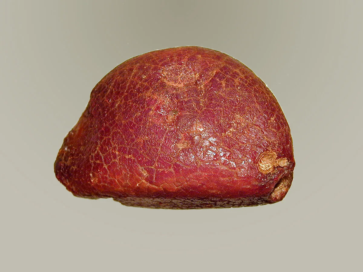 Amber from bow of a fibula (safety pin) — Unknown