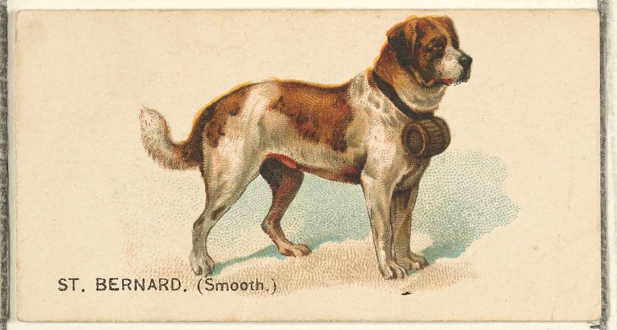 St. Bernard (Smooth), from the Dogs of the World series for Old Judge Cigarettes — Goodwin & Company