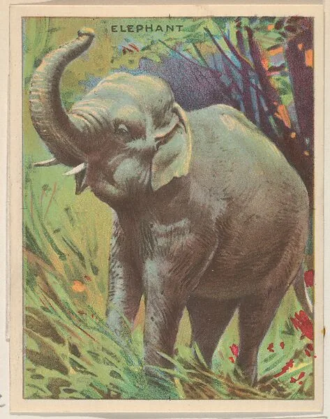 Elephant, collector card from the Animals series (D9), issued by the Weber Baking Company to promote Onist Milk and Pullman Bread — Weber Baking Company|Krug Baking Company