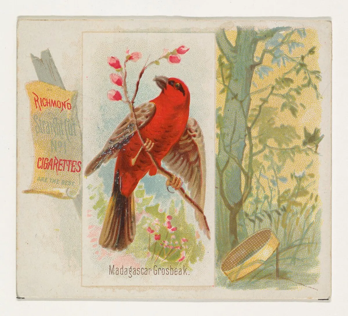 Madagascar Grosbeak, from the Song Birds of the World series (N42) for Allen & Ginter Cigarettes — Allen & Ginter|George S. Harris & Sons