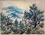 Pine Trees, Cape Cod