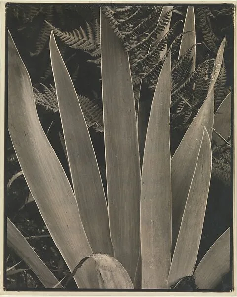 Wild Iris, Maine — Paul Strand