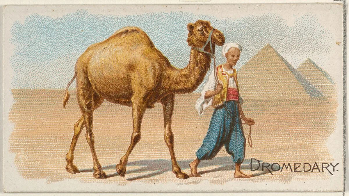 Dromedary, from the Quadrupeds series (N21) for Allen & Ginter Cigarettes — Allen & Ginter|Lindner, Eddy & Claus