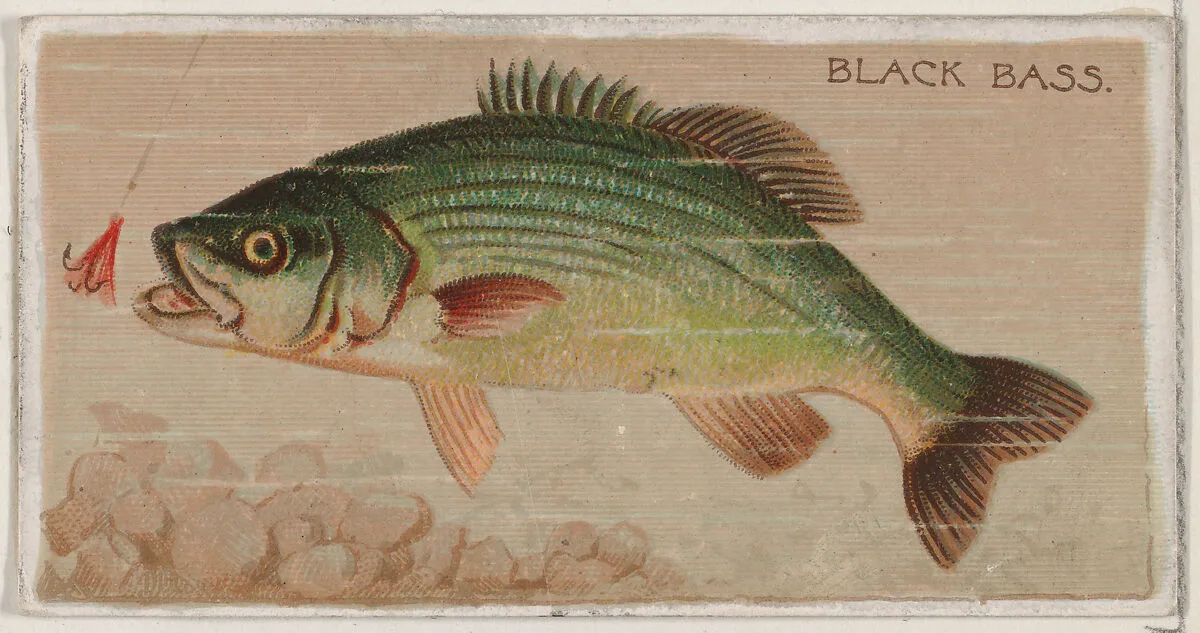 Black Bass, from the series Fishers and Fish (N74) for Duke brand cigarettes — W. Duke, Sons & Co.|Knapp & Company