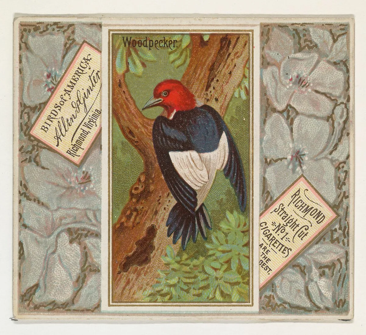 Woodpecker, from the Birds of America series (N37) for Allen & Ginter Cigarettes — Allen & Ginter