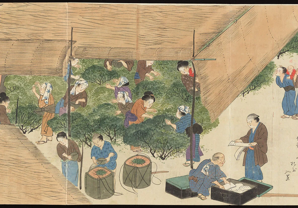 宇治製茶之図|Illustrations of Uji Tea Production 宇治製茶之図 (Uji sei-cha no zu) — Saitō Motonari 斎藤玄就|Monk Nindō Sōen 忍道宗延