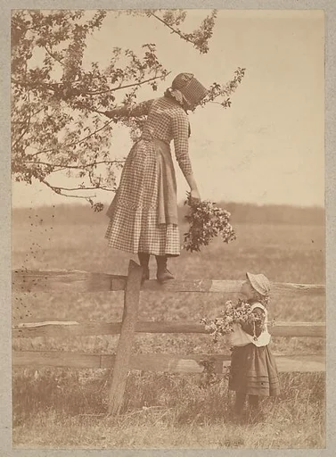 Apple Blossoms