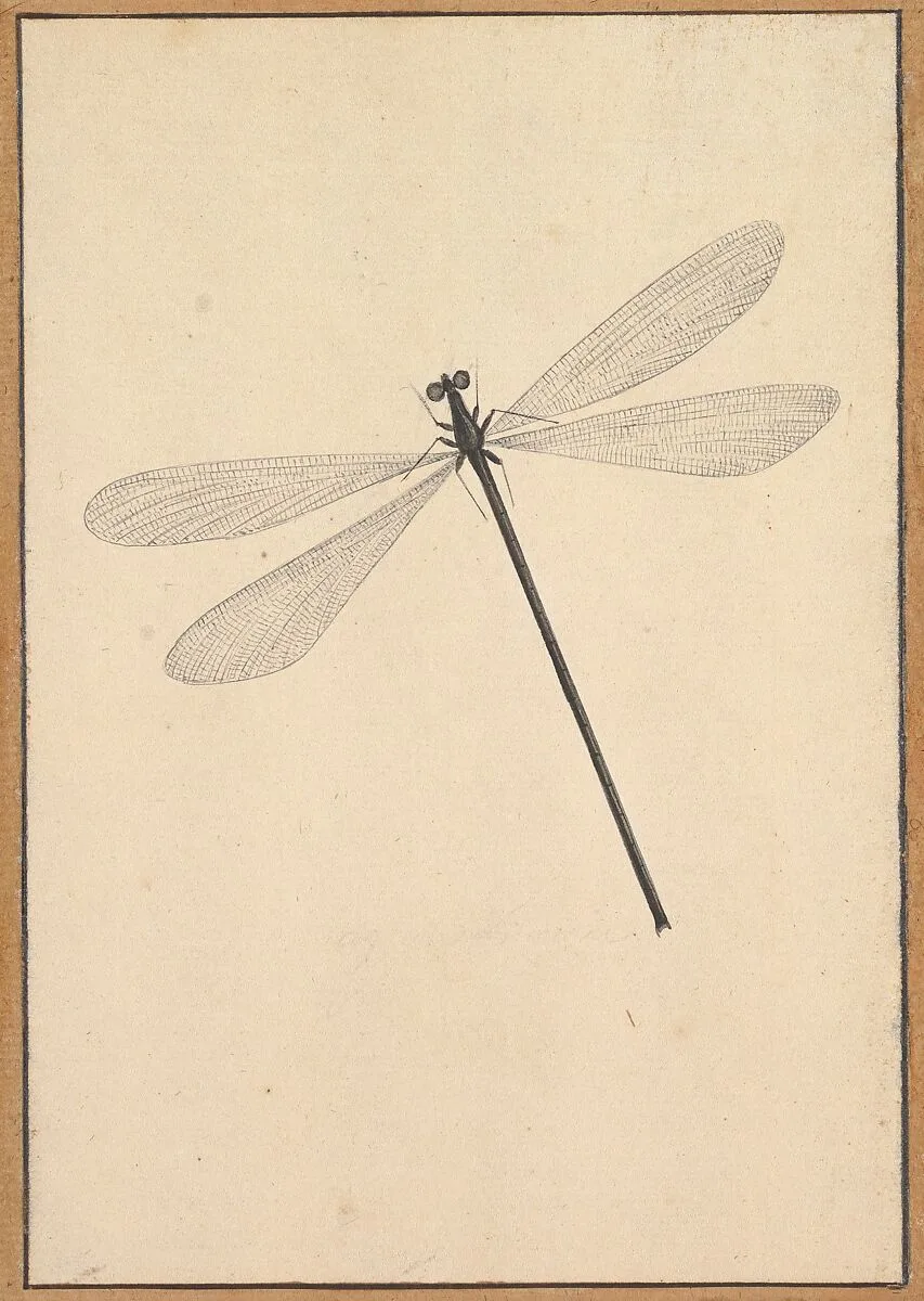A Dragonfly — Nicolaas Struyk