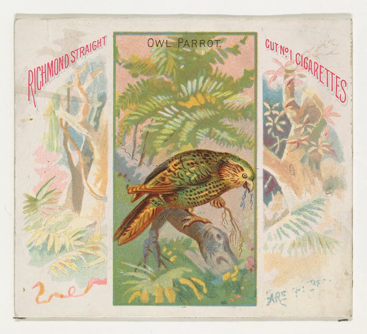 Owl Parrot, from Birds of the Tropics series (N38) for Allen & Ginter Cigarettes — Allen & Ginter|George S. Harris & Sons