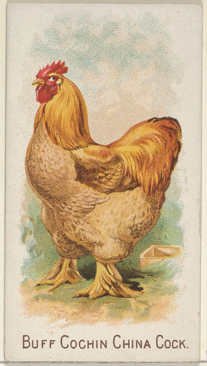 Buff Cochin China Cock, from the Prize and Game Chickens series (N20) for Allen & Ginter Cigarettes — Allen & Ginter|The Gast Lithograph & Engraving Company