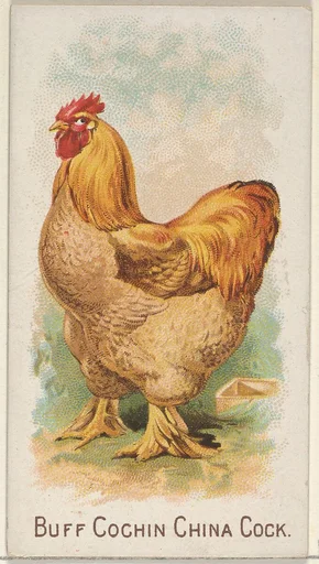 Buff Cochin China Cock, from the Prize and Game Chickens series (N20) for Allen & Ginter Cigarettes