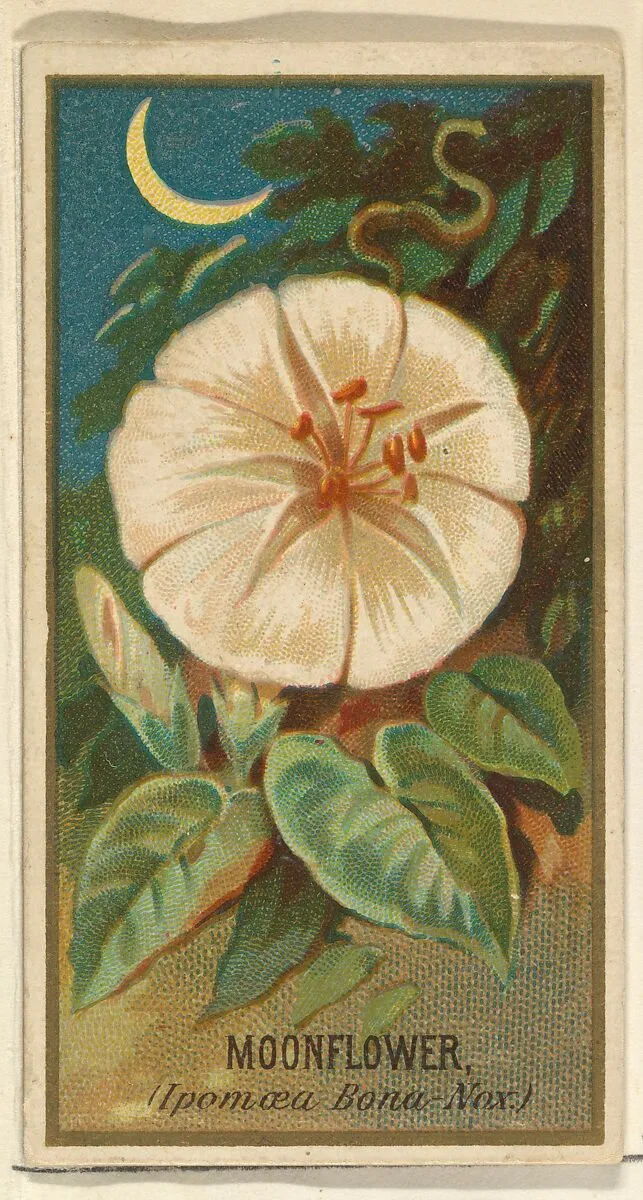 Moonflower (Ipomoea Bona Nox), from the Flowers series for Old Judge Cigarettes — Goodwin & Company|George S. Harris & Sons