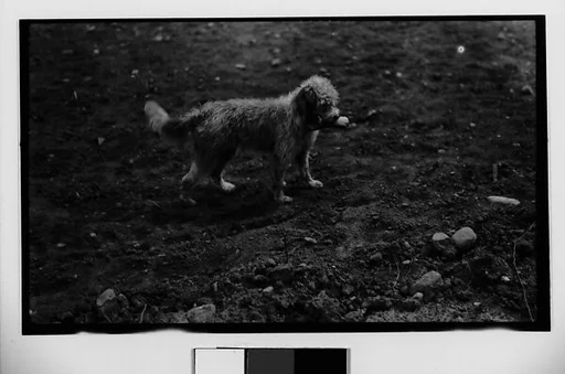 [Walker Evans's Dog Aspasia, Probably Darien, Connecticut]