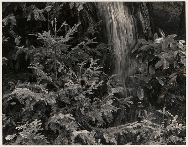 Forest, Northern California — Ansel Easton Adams