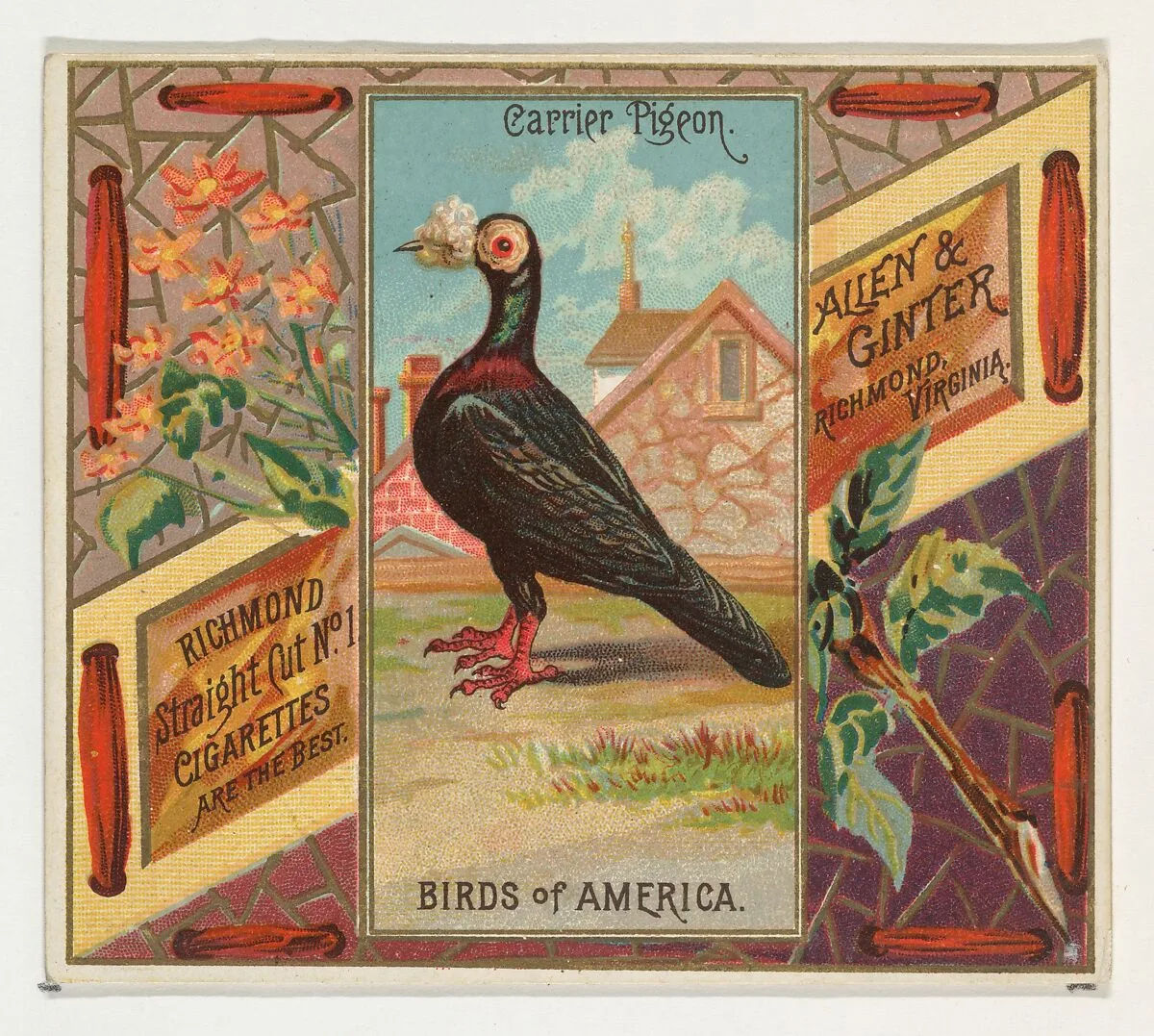 Carrier Pigeon, from the Birds of America series (N37) for Allen & Ginter Cigarettes — Allen & Ginter