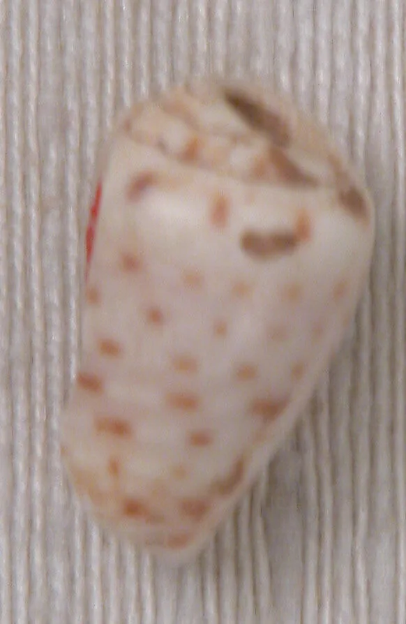 Bead — Unknown