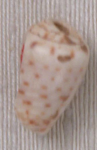 Bead