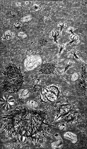 Sea Urchins