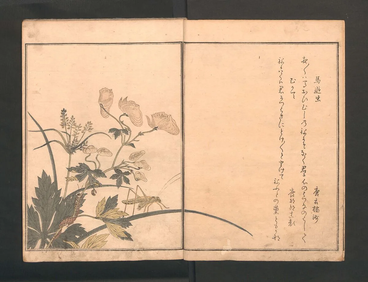 画本虫撰|Picture Book of Crawling Creatures (The Insect Book) (Ehon mushi erami) — Kitagawa Utamaro