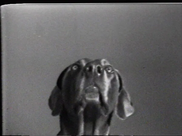 Raise Treat — William Wegman